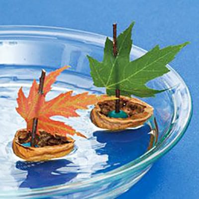 Кораблик из скорлупы грецкого ореха Кораблик из скорлупы грецкого ореха