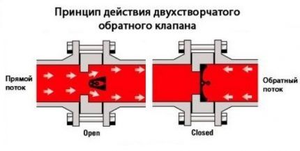 Местоположение двухстворчатого клапана