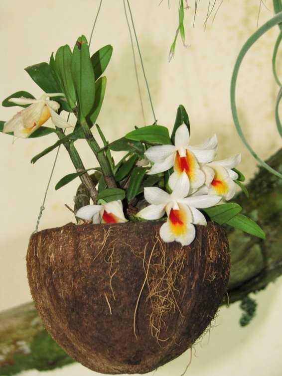 Поделки из яичной скорлупы: фото-примеры лучших работ и описание их изготовления