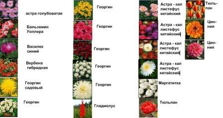 Список Цветов С Фото