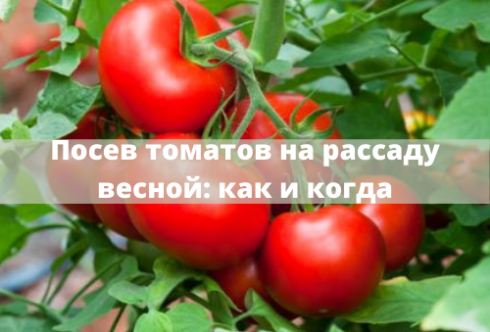 Посев семян томатов на рассаду весной 2021, благоприятные дни и правила на www.svoimi-rukamy.com